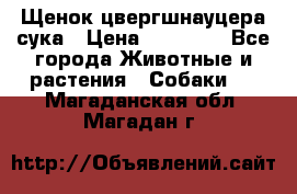 Щенок цвергшнауцера сука › Цена ­ 25 000 - Все города Животные и растения » Собаки   . Магаданская обл.,Магадан г.